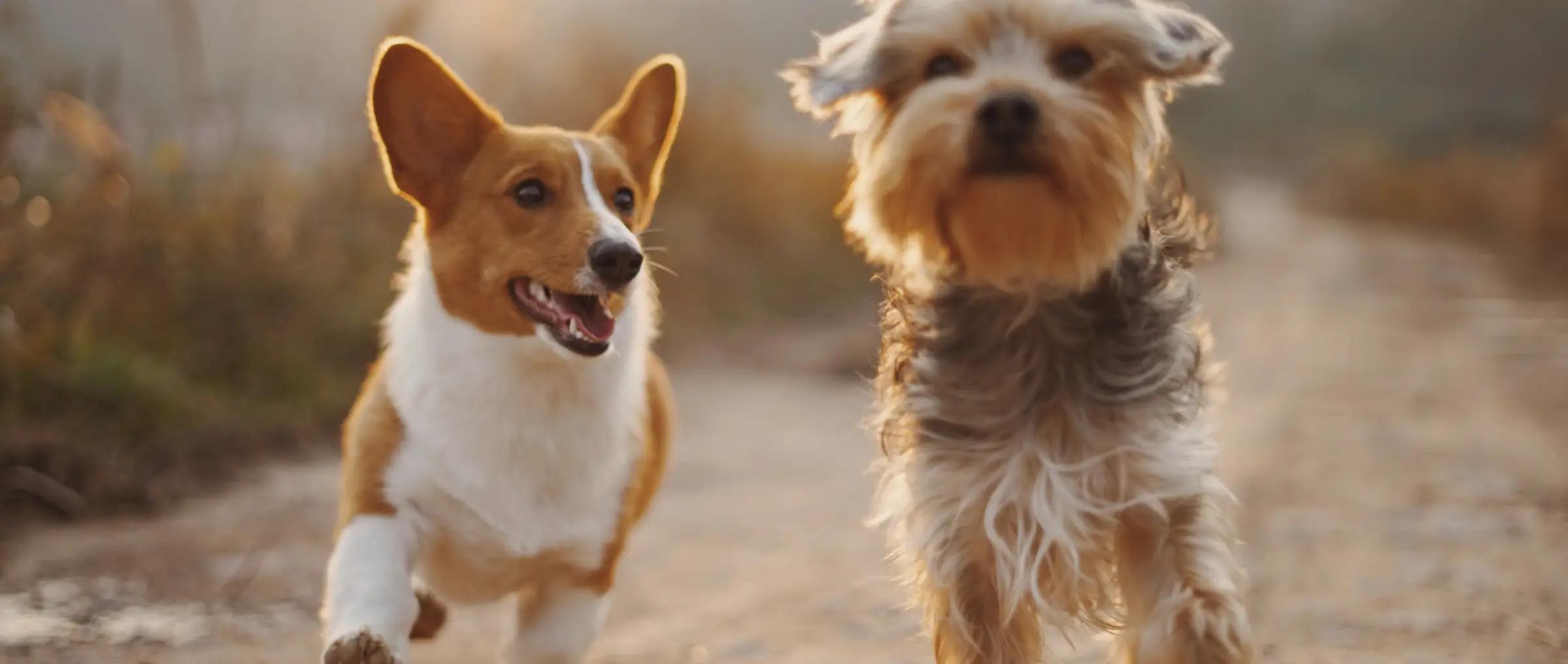 Tipps für Hundehalter