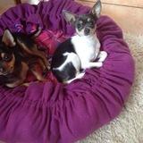 Lima und Josie avatar