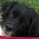 Sancho  avatar