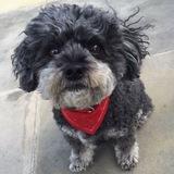 Abby avatar