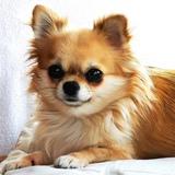 Goldie avatar