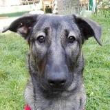 Raja avatar