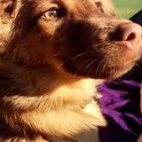 Simba avatar