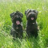 Toni und Rocco avatar