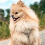 Coco avatar