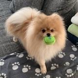 Coco avatar