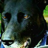 Tyson  avatar