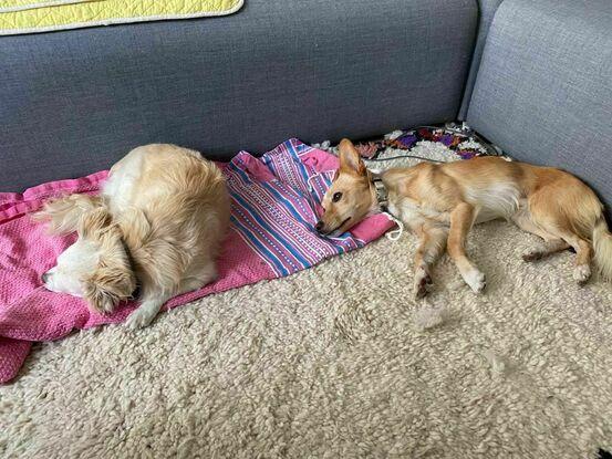 Hier wird nach dem spielen entspannt. (Peewee rechts)