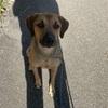 Vivien : Suche Hunde zum Sitting 