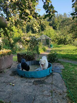 Abkühlung im Hundepool