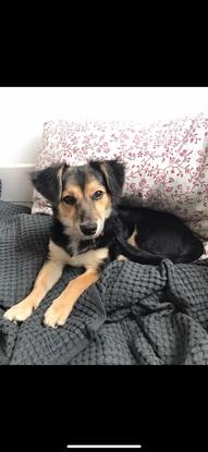 Hund eines Freundes