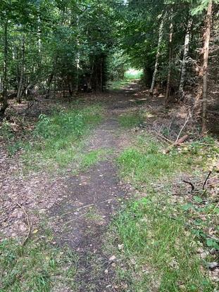 Schöner Anliegender Wald für lange Spaziergänge