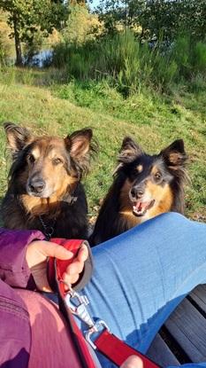 Shadow (Hund meiner Eltern)