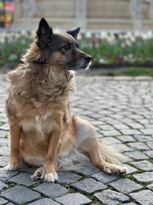 Die Hundedame heißt Fina und ist alle 4 Monate für 1-2Wochen bei mir zu Gast :)