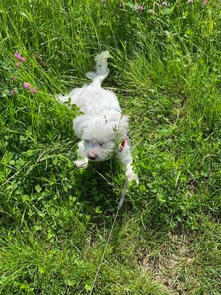 Glücklicher Hund :)