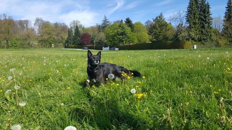 Unser Familienhund Nadja