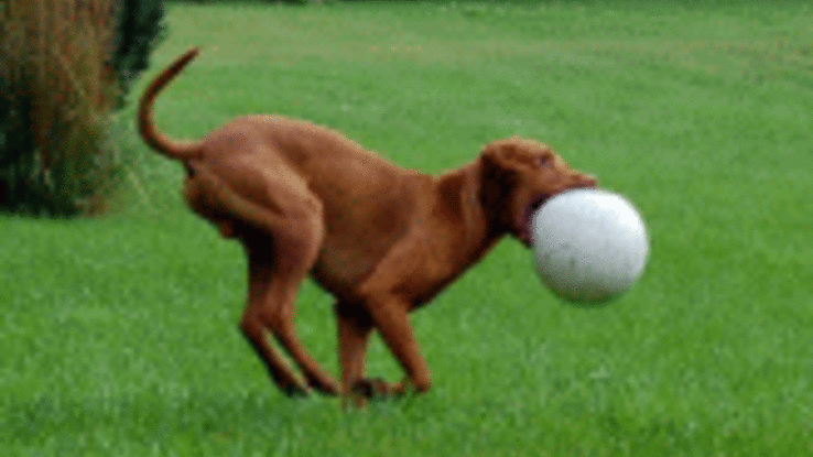 Sandro mein erster Vizsla