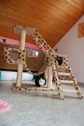 Das Katzenzimmer!