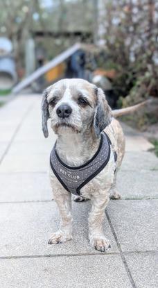 Familienhund Tobi, er wohnt bei meinen Eltern
