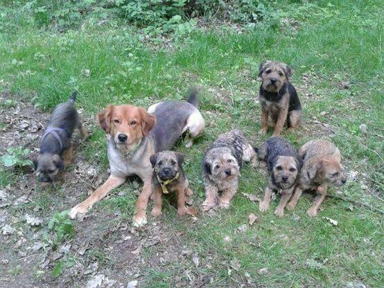 Das war unsere Hundefamilie :-)