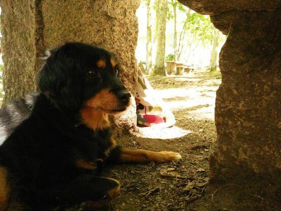 Mein Hund