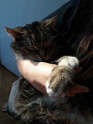 Katze von Freunden