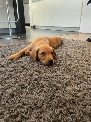 Hund von meiner Tante :)