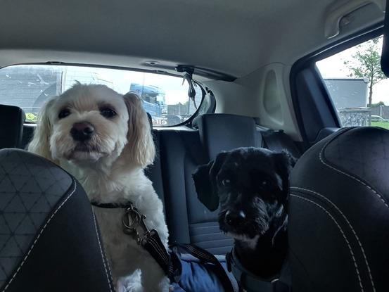 Max und Paul, zwei meiner Gäste