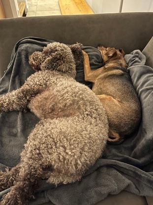 Gemeinsam kuscheln