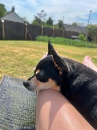 Oxy - the dog of my little brother