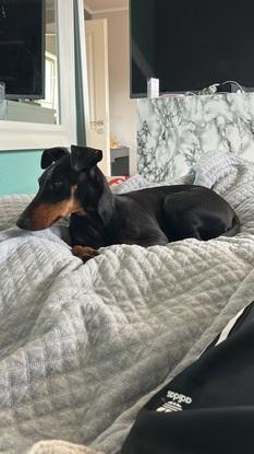 Sammy
