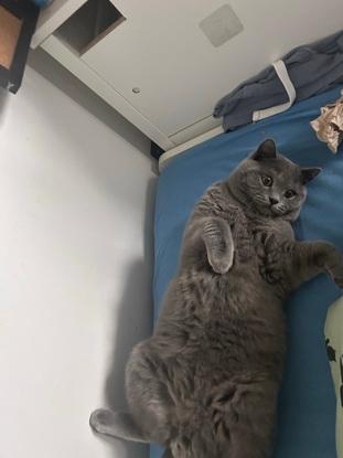 My cat