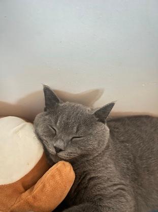 cat