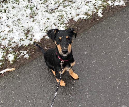 Gassi gehen, wie dein Hund es braucht