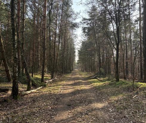 Wald in der Nähe für längere Gassirunden