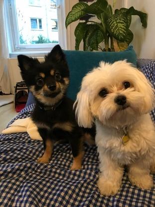 Berry und Smutje