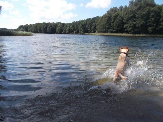 Abkühlung im Grunewaldsee