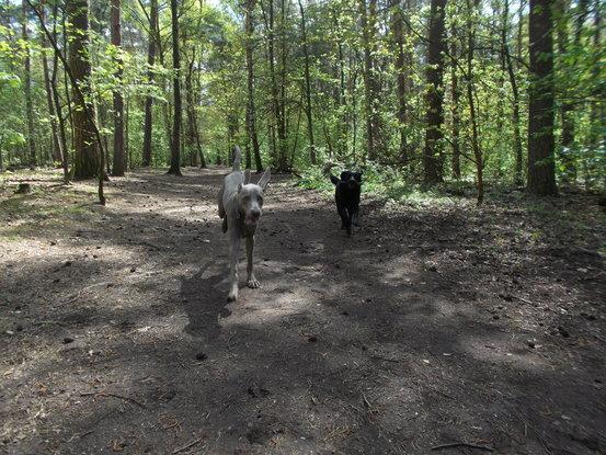 Hundeauslaufgebiet Grunewaldsee