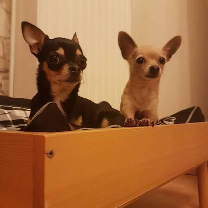 Chihuahua-Hündin Lucy :) Timmys Freundin. Auf sie passen wir regelmäßig auf und wie man sieht beansprucht sie mittlerweile schon Timmys Bettchen :D