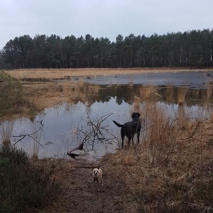 Timmy mit seinem Labrador-Kumpel Nero am Oelner See :) 