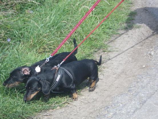 Gassi gehen