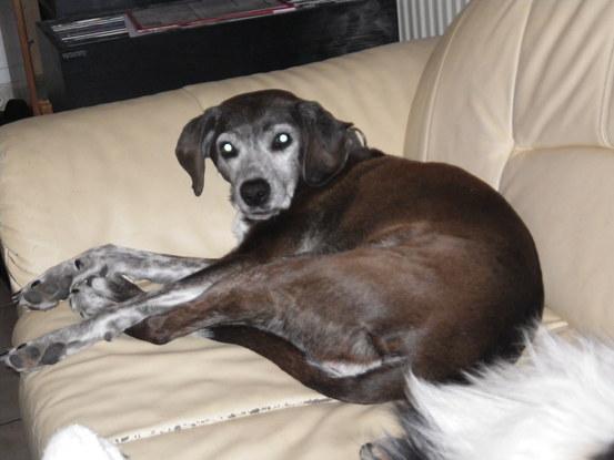 Eigener Hund Babsi