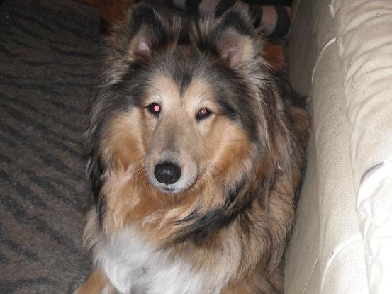 Eigener Hund Mia