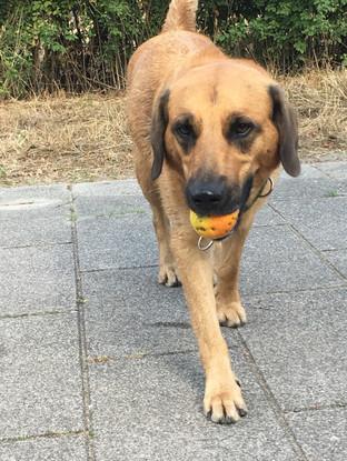 Familienhund