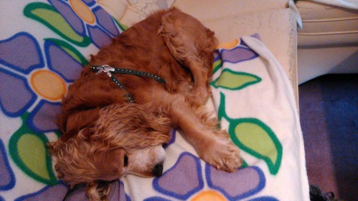 Benni