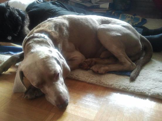 auch nervöse Hunde können nach den vielen Eindrücken auf dem Spaziergang entspannen