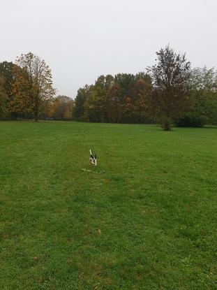 Große Wiese (für Ball werfen, spielen usw.)