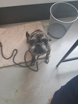 Tagesmama für einen unserer Bürohunde