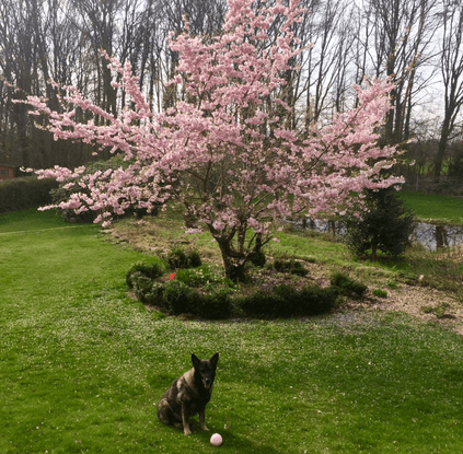 Im Frühling im Garten meiner Eltern