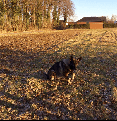 Unser Deutscher Schäferhund Henry